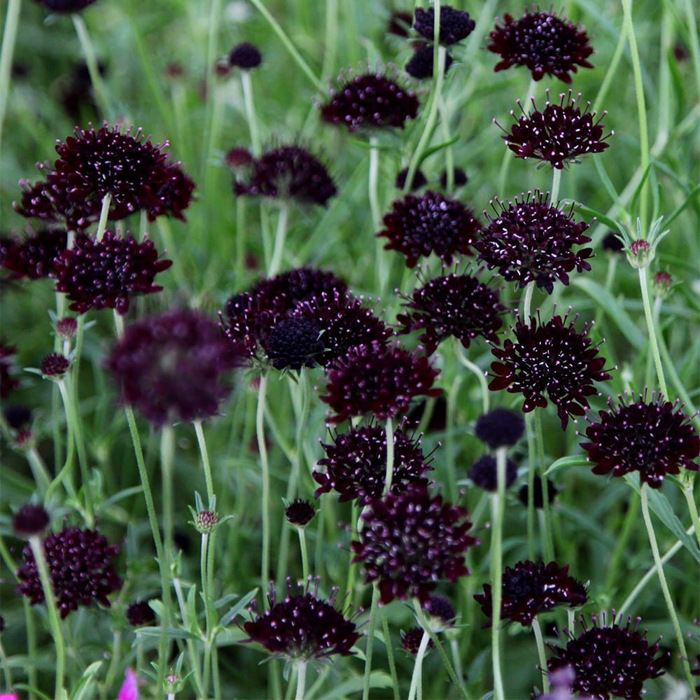 Product options image