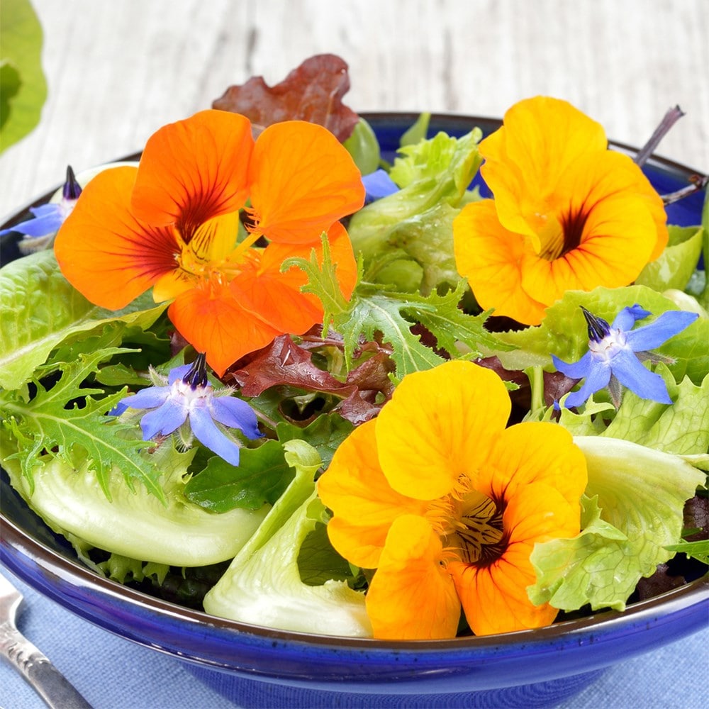 borage | Borago officinalis