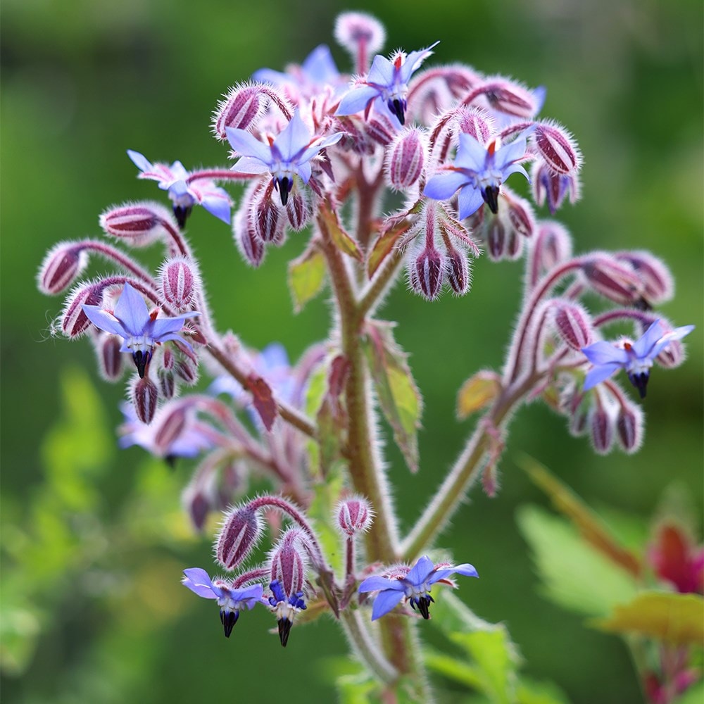 borage | Borago officinalis