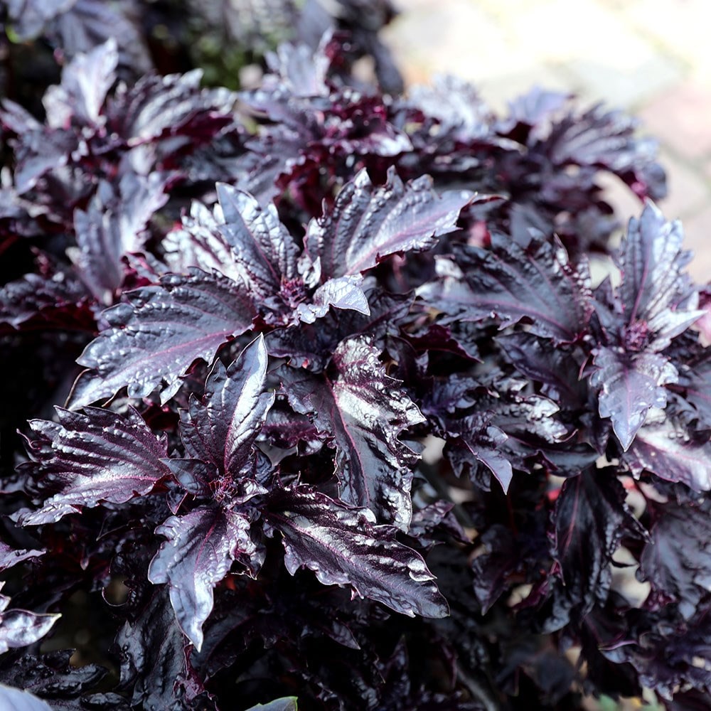 Buy basil or Ocimum basilicum var. purpurascens Purple Ruffles