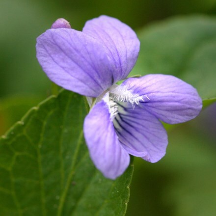 Picture of Viola odorata