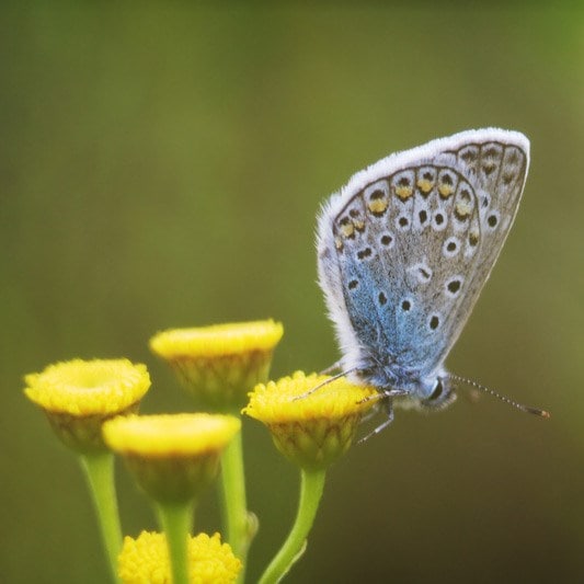 Product options image