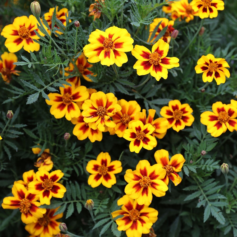 Buy French Marigold Tagetes Patula 'Naughty Marietta'