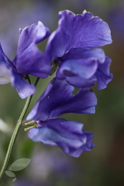 Lathyrus odoratus Oxford Blue