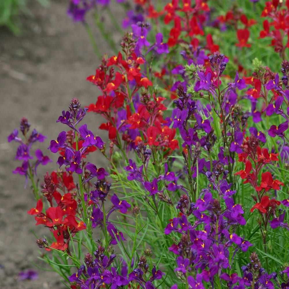 Product options image