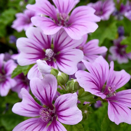 Malva sylvestris var. mauritiana Zebrina