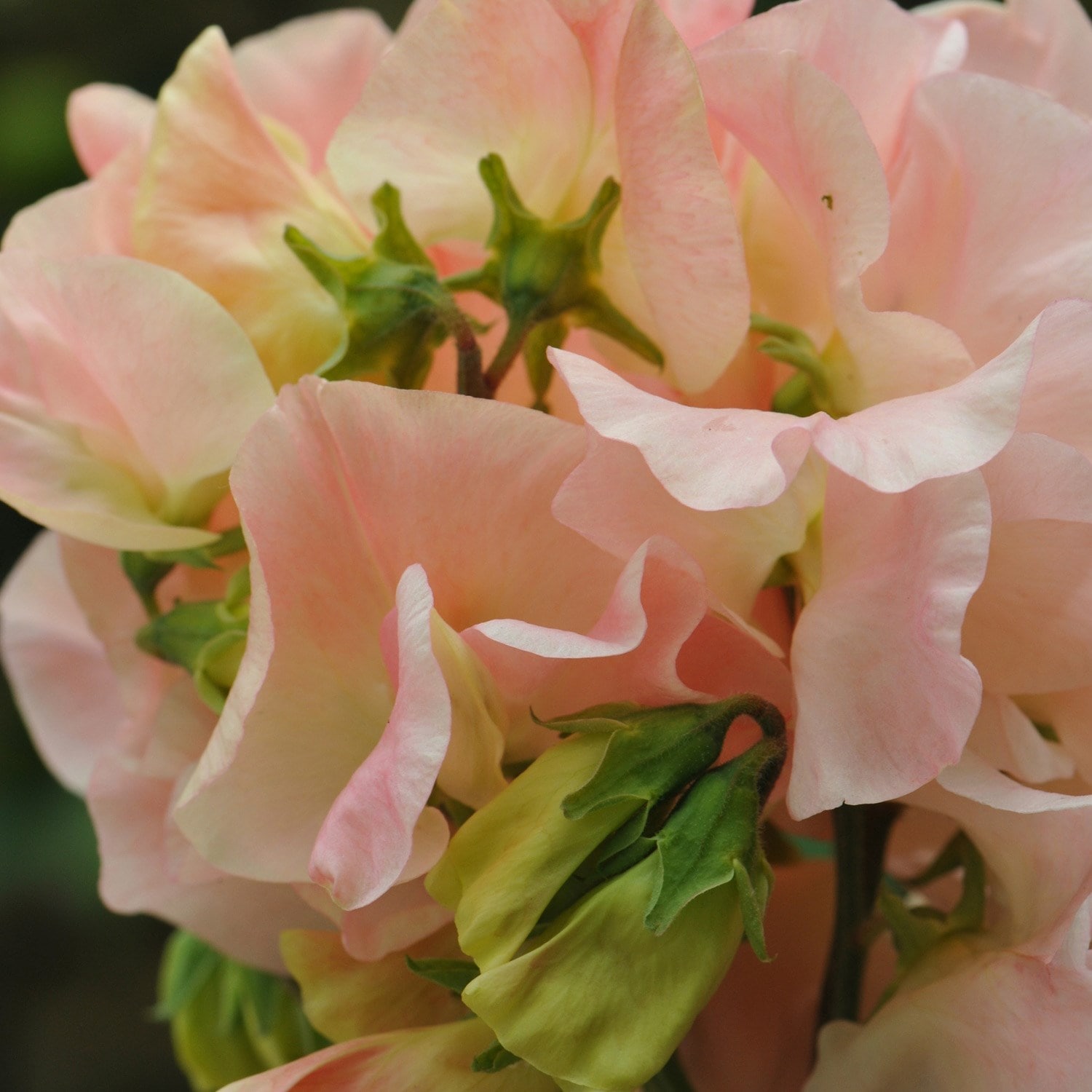 spencer sweet pea seed Bobby's Girl