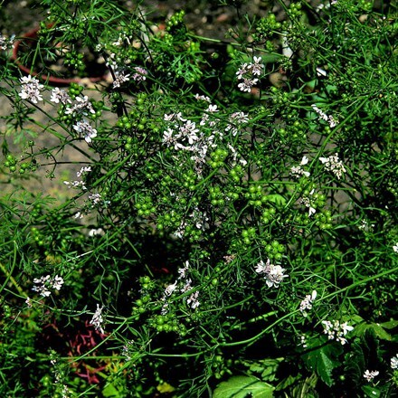 Coriandrum sativum Leisure