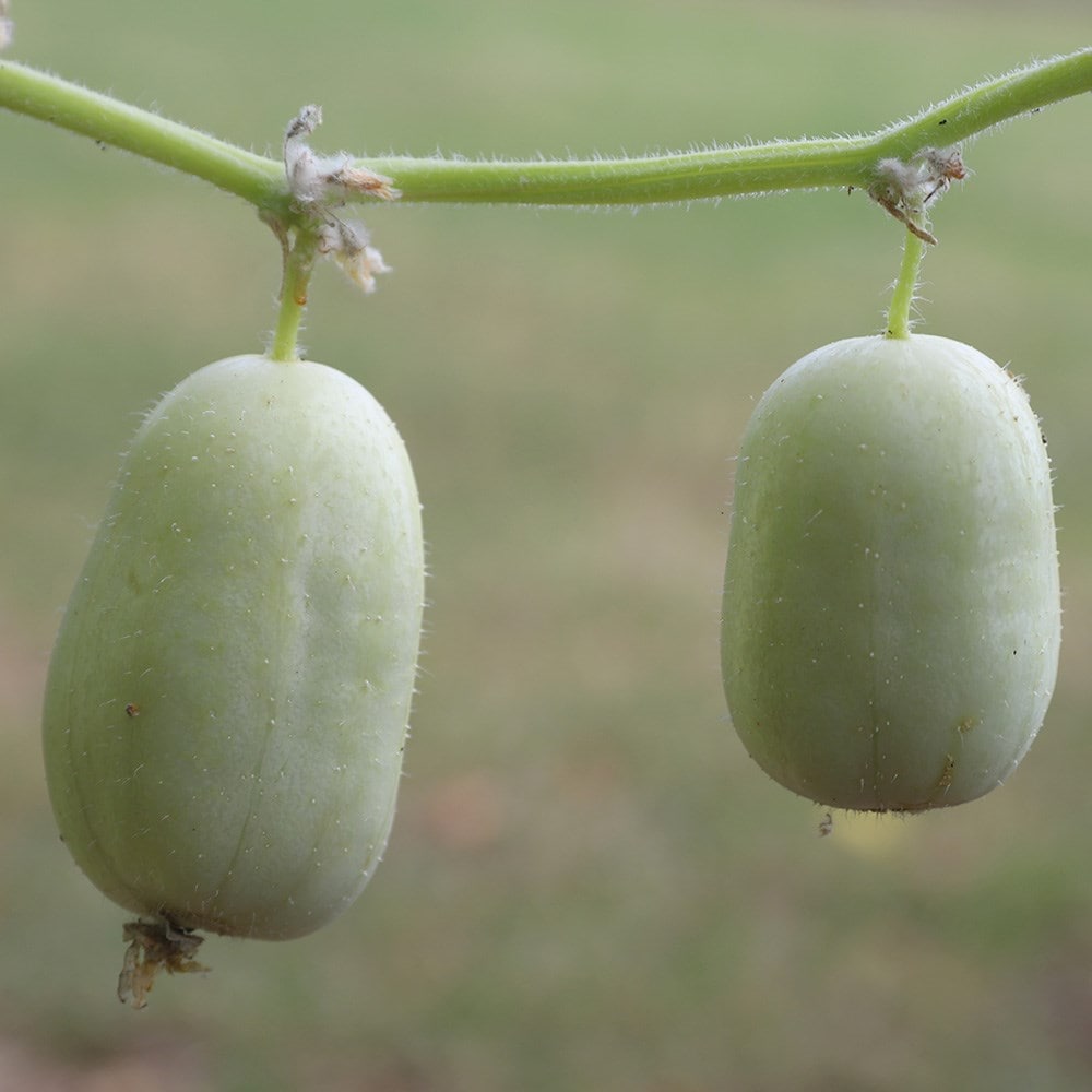 cucumber 'Crystal Lemon'