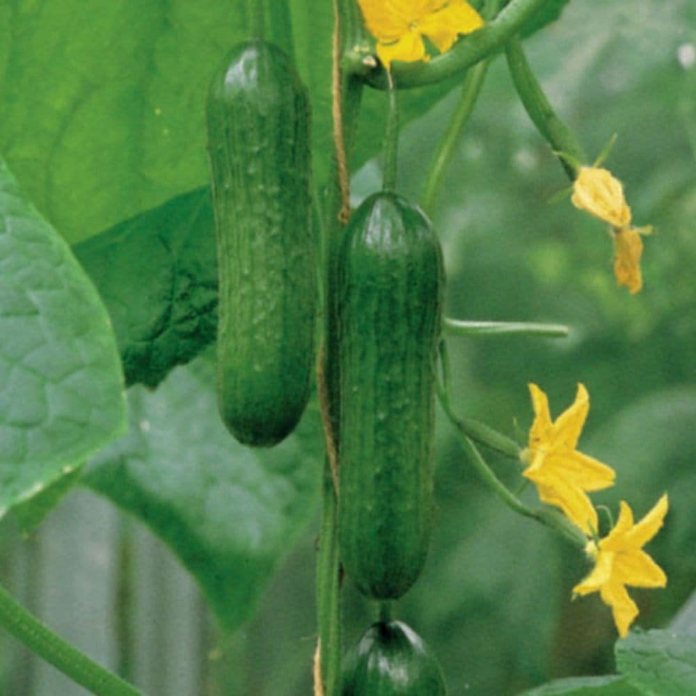 cucumber or Cucumis sativus 'Passandra'
