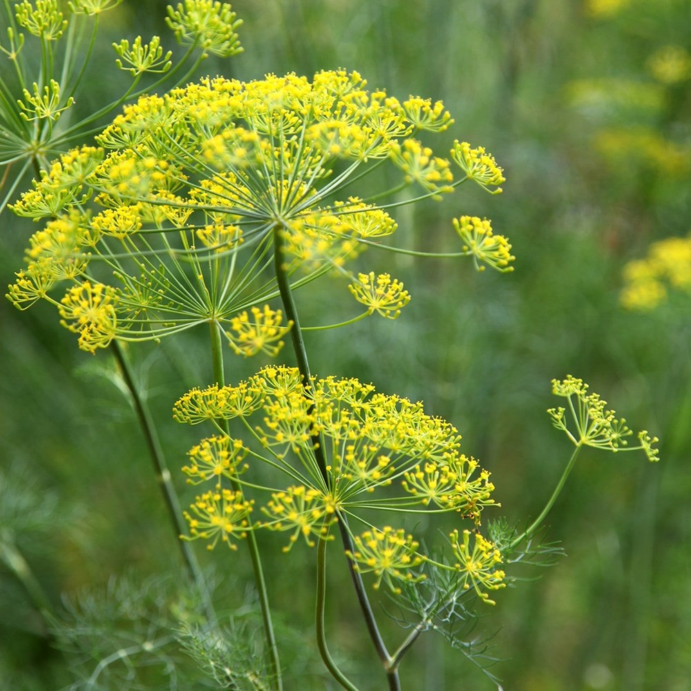 Buy dill or Anethum graveolens Dukat dill Dukat