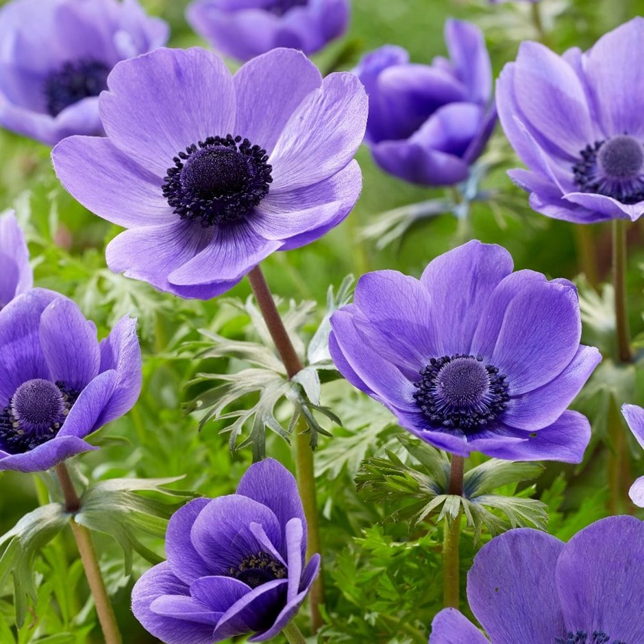 <I>Anemone coronaria</i> (De Caen Group) 'Mister Fokker'