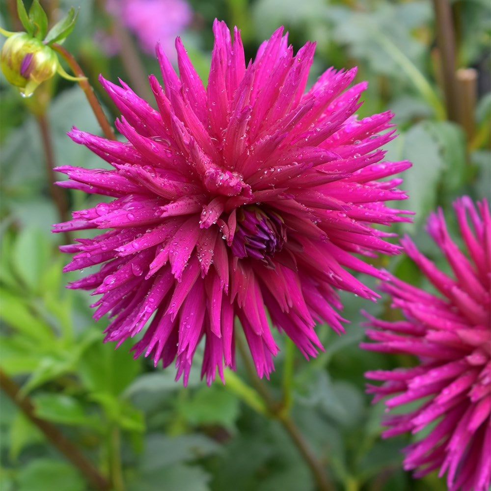 <i>Dahlia</i> 'Ambition'