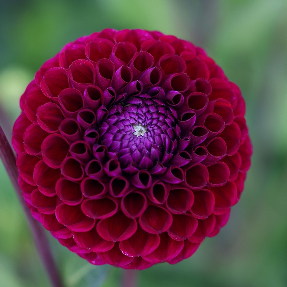 Product options image