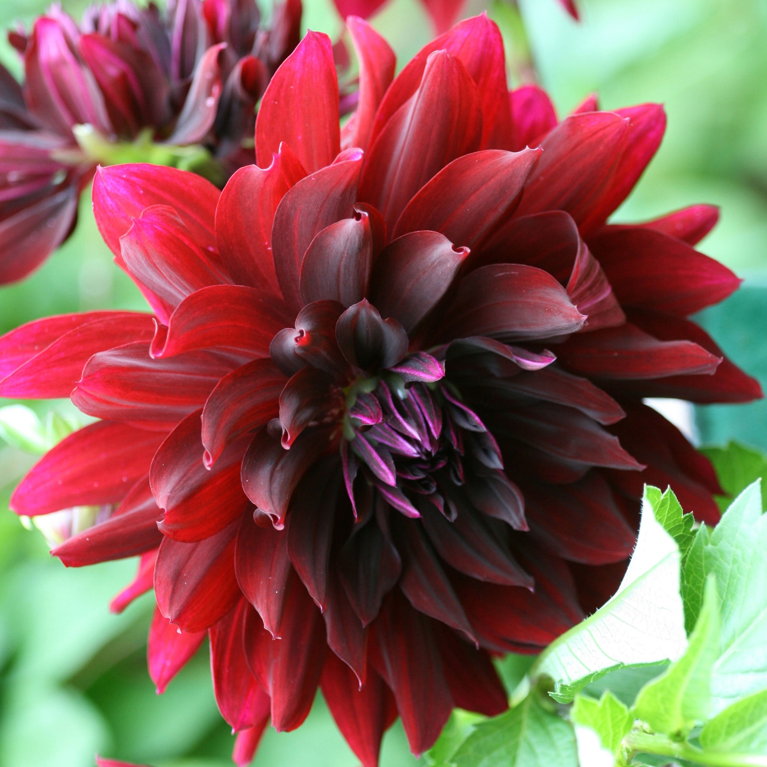 Product options image