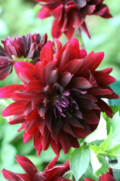 Dahlia Rip City