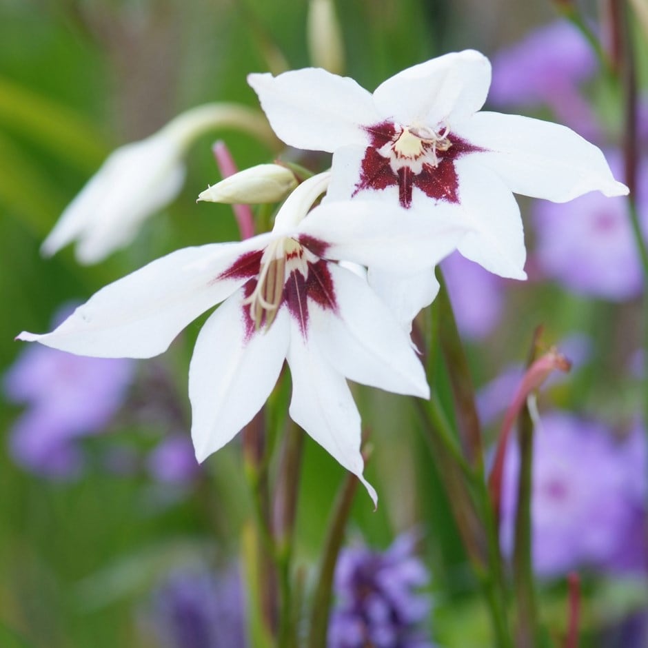 <i>Gladiolus murielae</i>