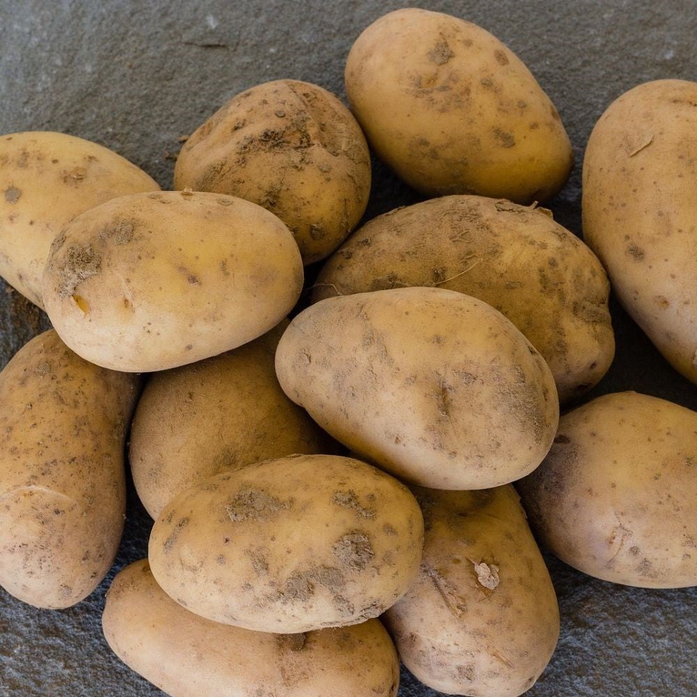 potato - first early, Scottish basic seed potato