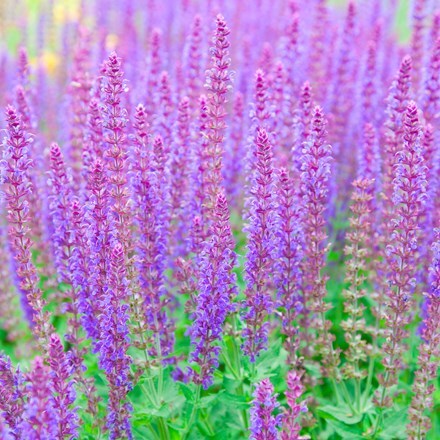 Picture of Salvia nemorosa Ostfriesland