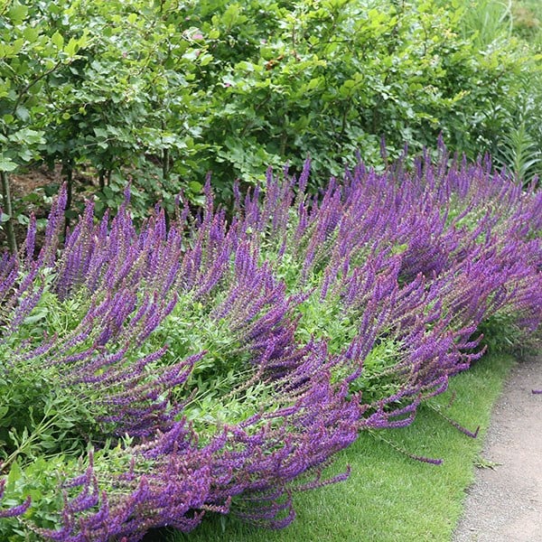 Buy sage Salvia nemorosa Ostfriesland: £4.99 Delivery by Crocus