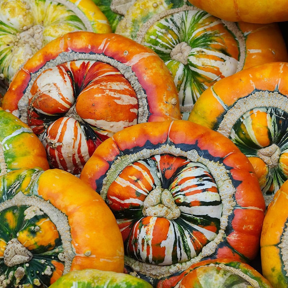 squash 'Turks Turban'