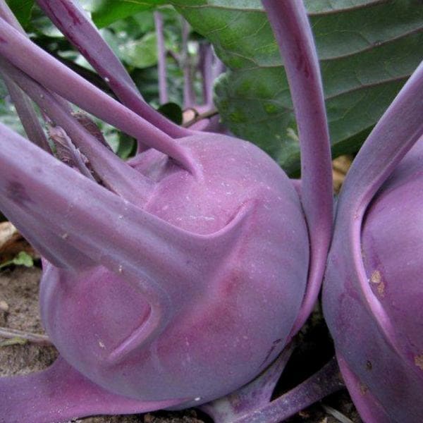 kohl rabi Purple Delicacy