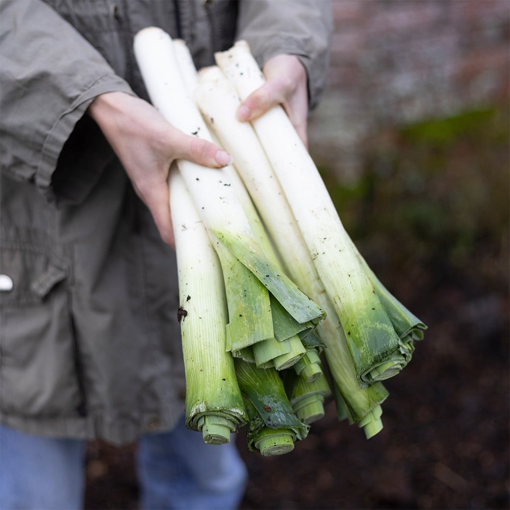 leek 'Lyon'