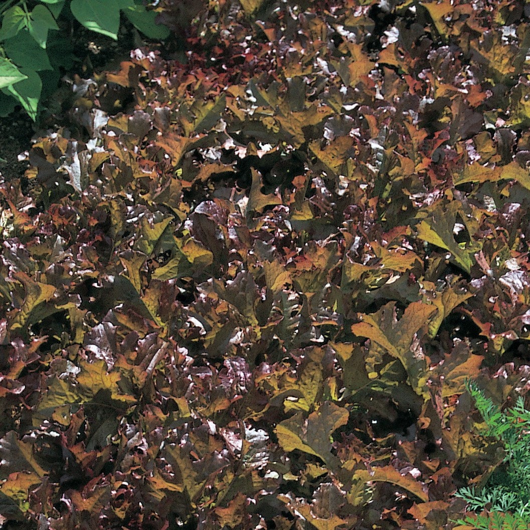 lettuce (cut and come again) or Lactuca sativa 'Red Salad Bowl'