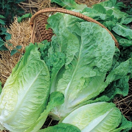 lettuce (semi-cos) 'Winter Density'