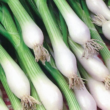 spring onion 'White Lisbon'