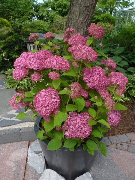 Invincibelle Ruby Smooth Hydrangea Hydrangea Arborescens Hydrangea Arborescens Smooth Hydrangea Hydrangea Varieties