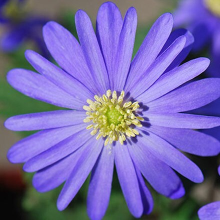 Picture of Anemone blanda blue-flowered