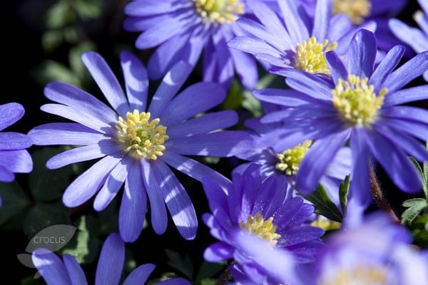 <i>Anemone blanda</i> <b>blue-flowered</b>