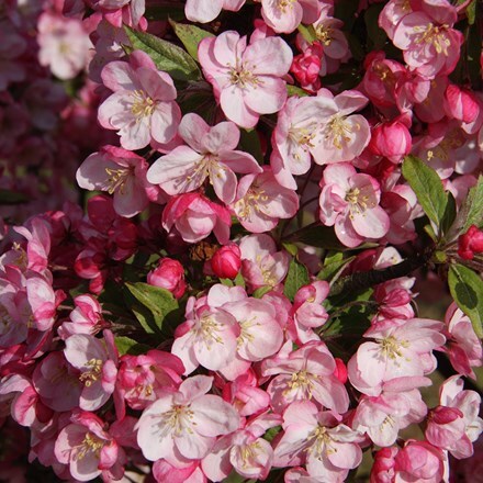 Buy crab apple Malus Coralburst ('Coralcole'): £119.99 Delivery by Crocus