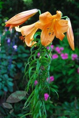 <i>Lilium</i> African Queen Group