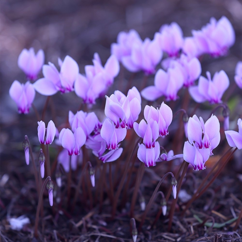 <i>Cyclamen hederifolium</i> 