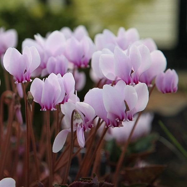 <i>Cyclamen hederifolium</i> 