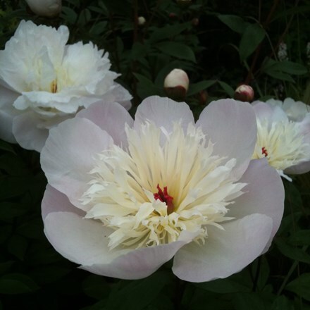 Picture of Paeonia lactiflora Immaculée