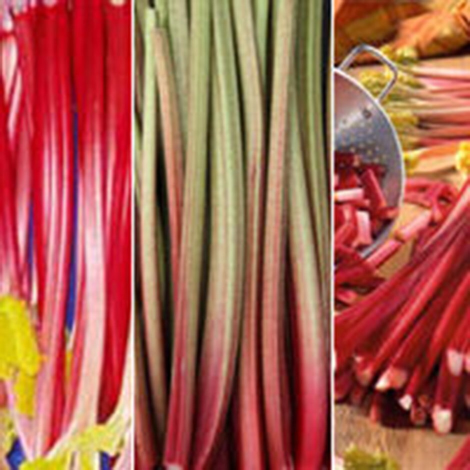 Buy rhubarb collection Three colours red rhubarb 