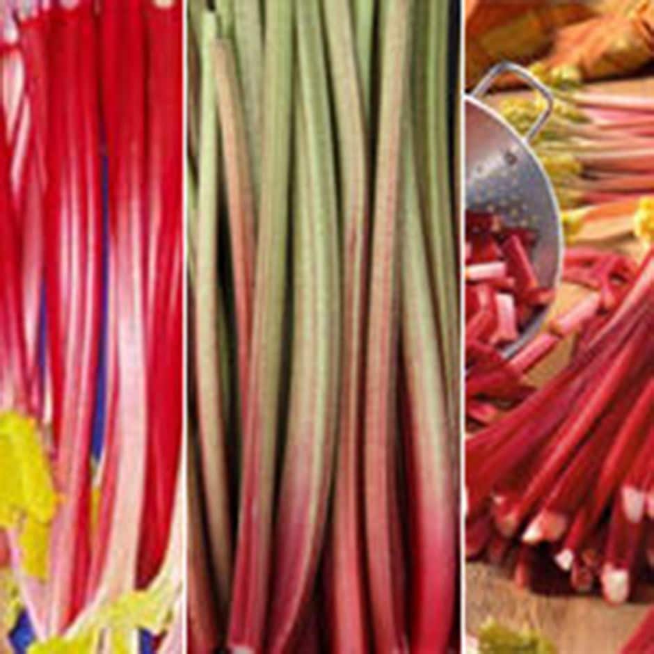 Buy rhubarb collection Three colours red rhubarb collection: £13.97  Delivery by Crocus