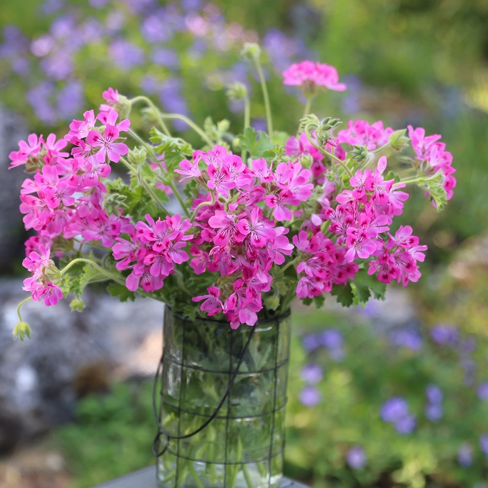 <i>Pelargonium</i> 'Pink Capricorn'