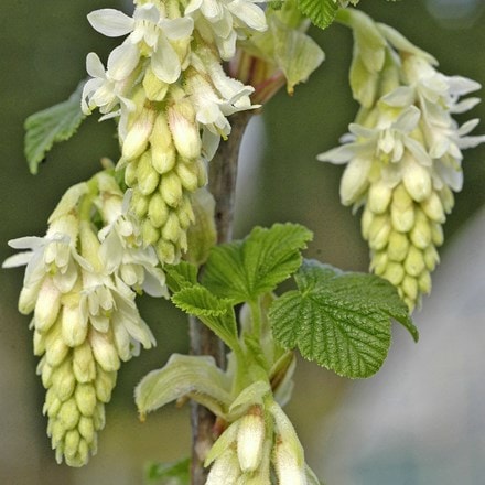 Ribes sanguineum Elkington's White