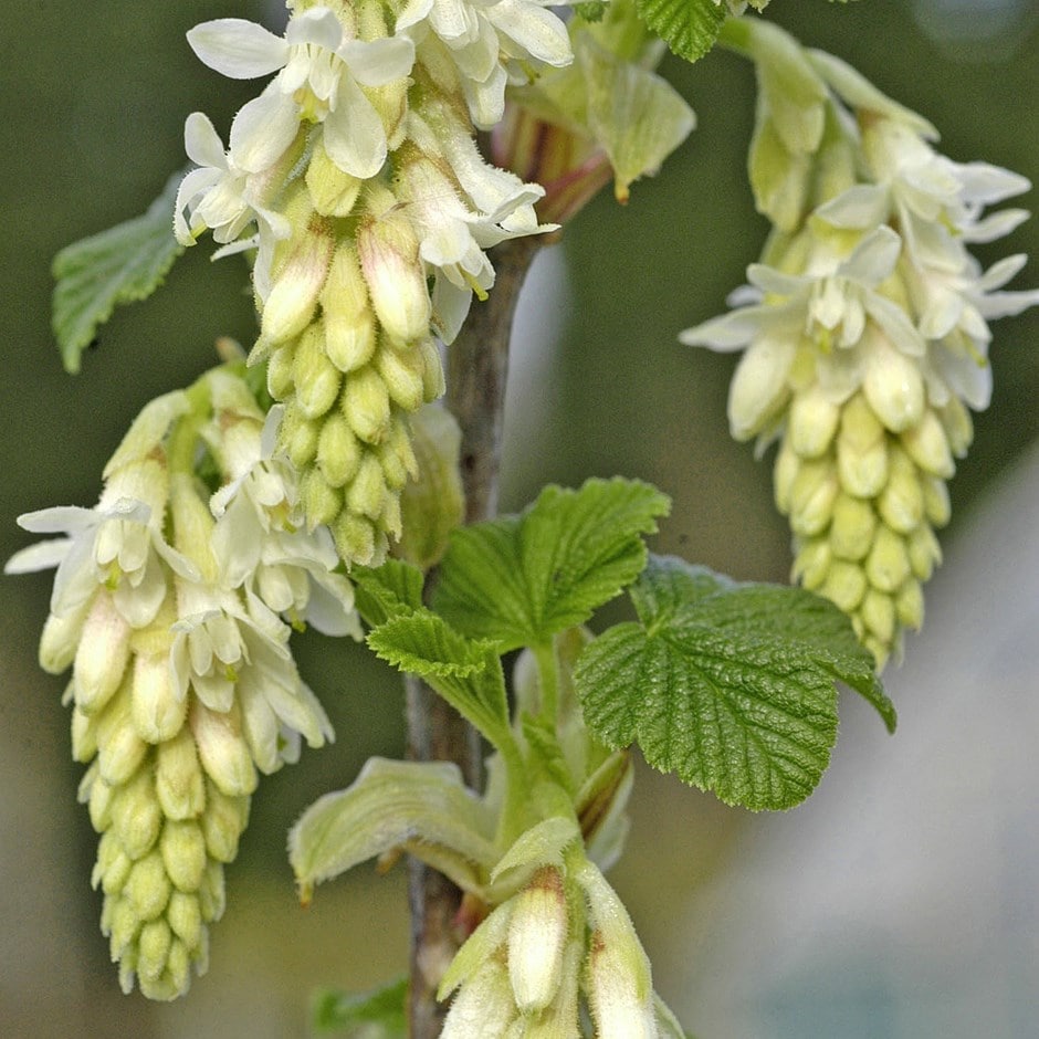 <i>Ribes sanguineum</i> 'Elkington's White'