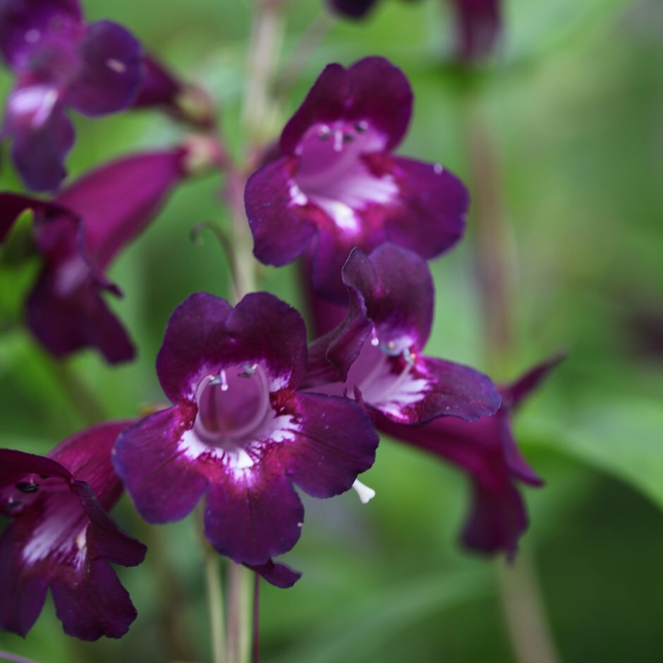 Buy beard tongue Penstemon Pensham Plum Jerkum (Pensham