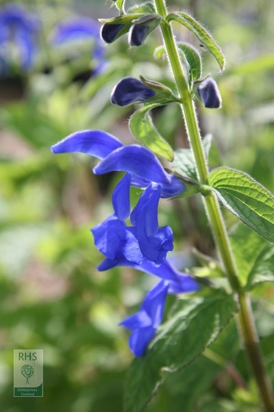 Salvia patens