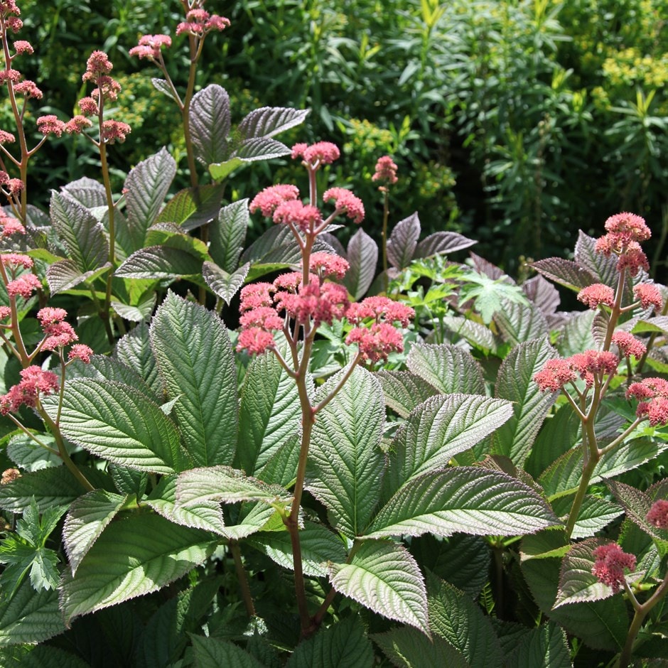 <i>Rodgersia pinnata</i> 'Superba'