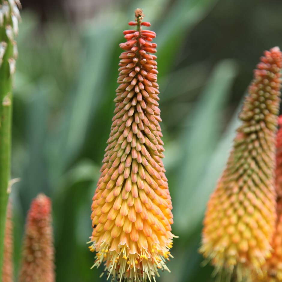 Buy red hot poker Kniphofia Alcazar: £6.99 Delivery by Crocus