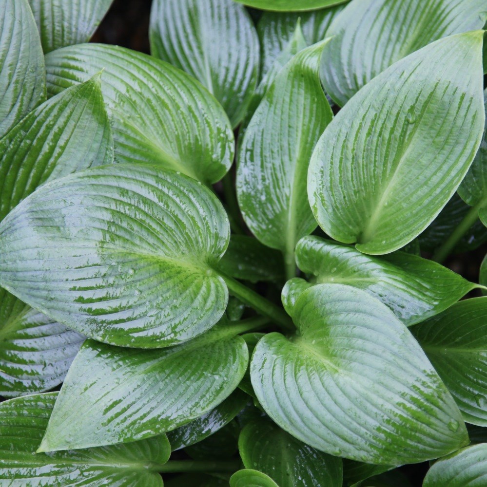 Product options image