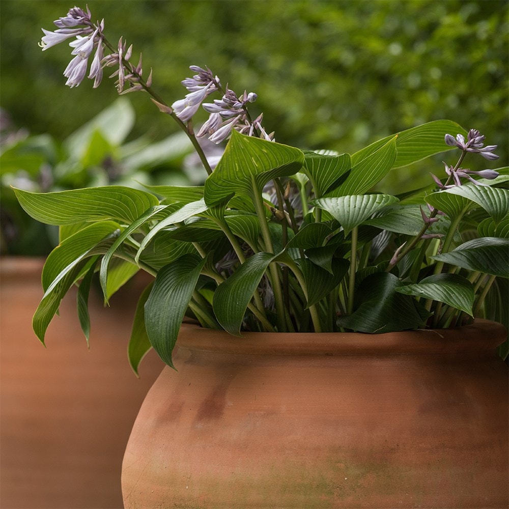 <i>Hosta</i> 'Devon Green'