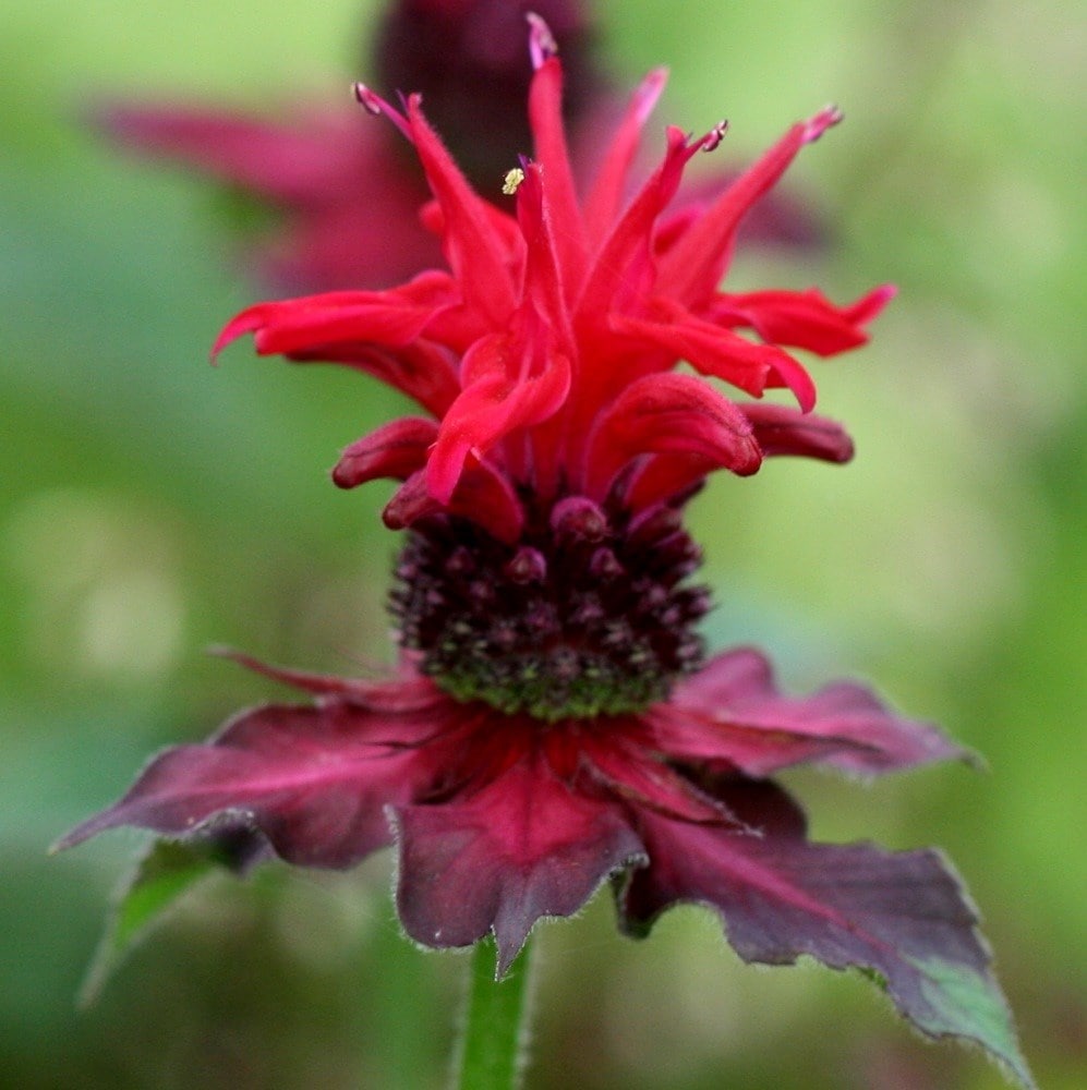 <i>Monarda</i> 'Fireball' (PBR)